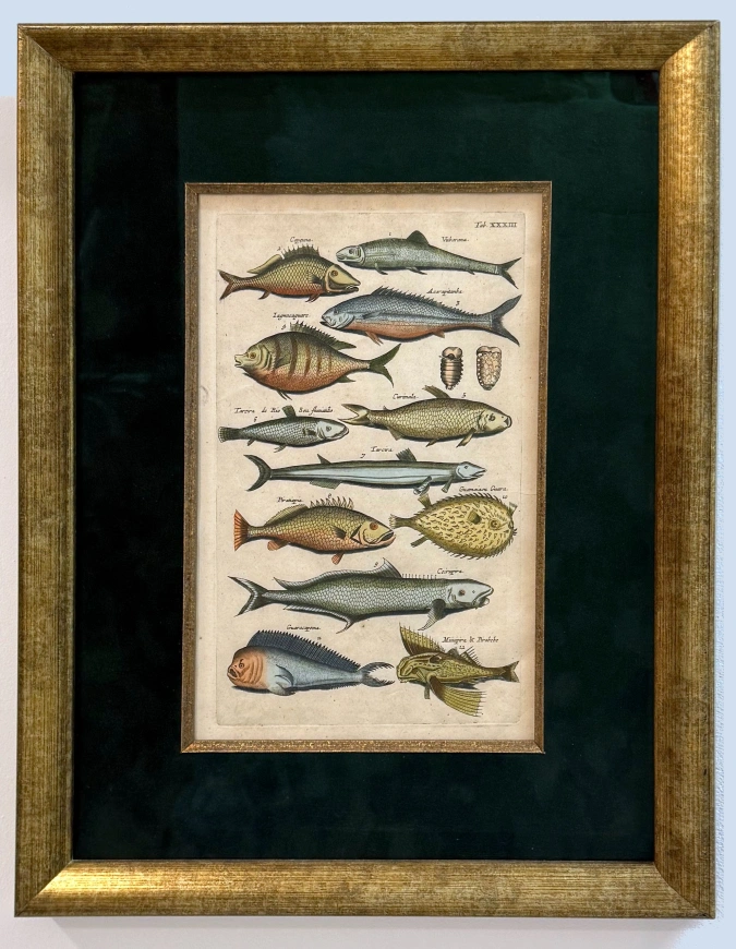 Гравюра Мериана 1657 пластина XXXIII